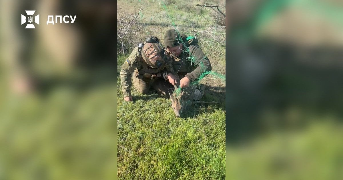 Порятунок косулі