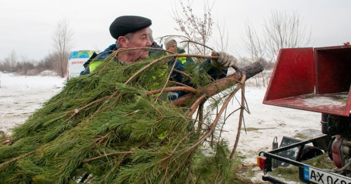 Українці продовжують виносити з дому святкові дерева: де в Києві можна здати ялинку на переробку