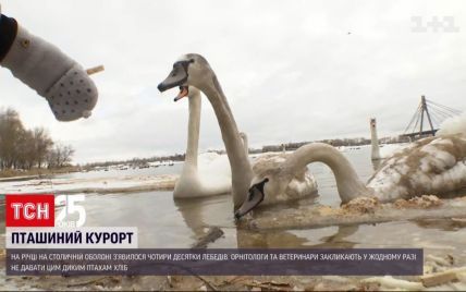 Лебеді на Оболоні: орнітолог розповів, чому не можна годувати пернатих та підпускати до них дітей