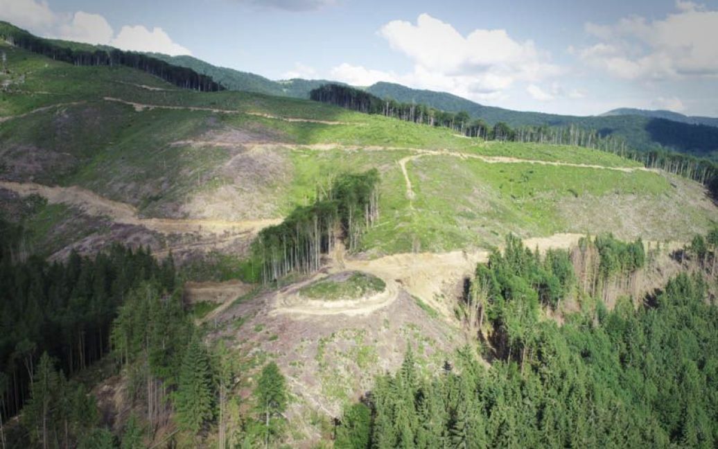 Последствия вырубки лесов в Закарпатье / © WWF Ukraine