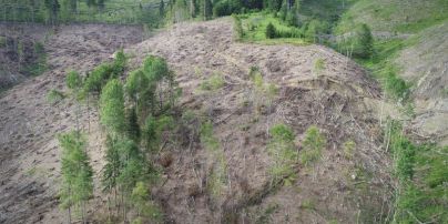Из-за нового закона о сохранении лесов могут вырубить все Карпаты и никто не будет наказан