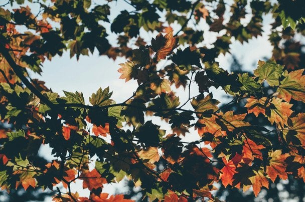 Народні прикмети 19 вересня / © unsplash.com