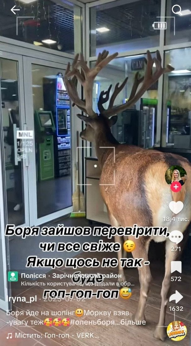 Олень Борис на порозі магазину. Фото із соцмереж. 