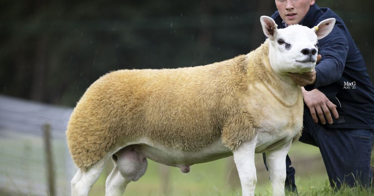 У Шотландії продали найдорожчу вівцю