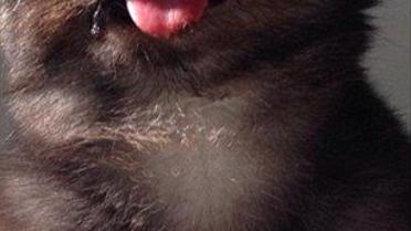 Странный кот-&laquo;хипстер&raquo; взорвал Сеть / © dailymail.co.uk