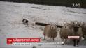 Найдорожча вівчарка у світі: фермери продали пса-пастуха за 24,5 тисячі доларів