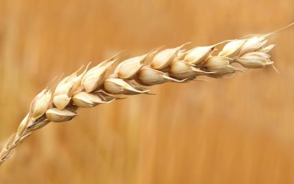 Зерно с Украины: Зеленский сообщил, куда поедет украинская пшеница