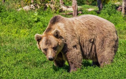 В Карпатах жестоко убили медведя: следователи подозревают охранников заповедника