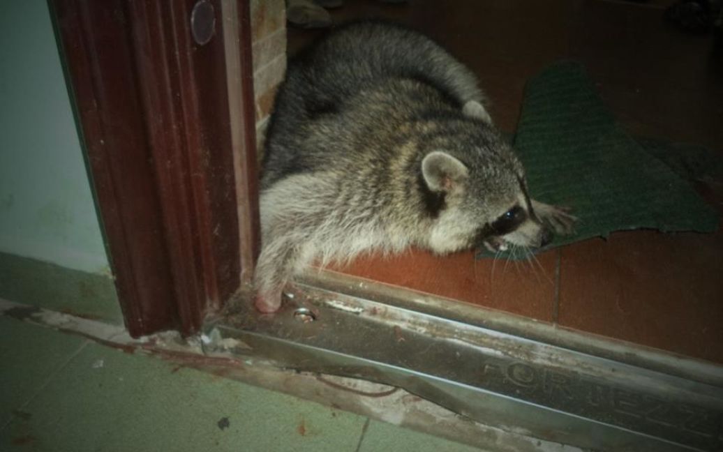 Тварина, яка порпалася у домашніх речах, зовсім випадково потрапила у пастку металевої коробки від вхідних дверей / © facebook.com/MNS.GOV.UA