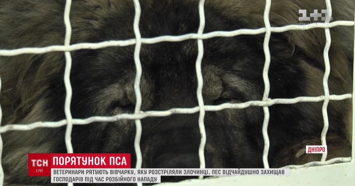 У Дніпрі злочинці розстріляли вівчарку, яка захищала господарів