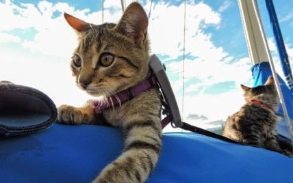 Коты-путешественники покорили байдарки и завели аккаунты в соцсетях