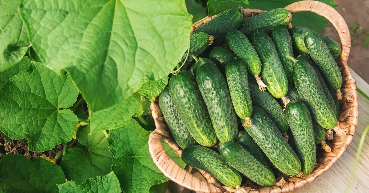 План статті: Як отримати високий урожай огірків на відкритому грунті: корисні поради