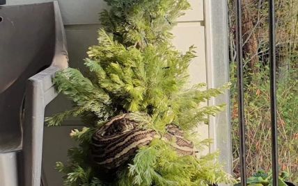 В Австралии трехметровый питон замаскировался под гирлянду на рождественской елке