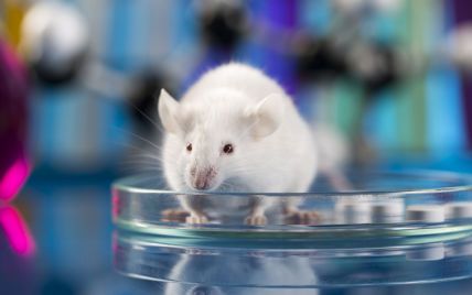 Cмертність – 100%: китайці випробували новий штам коронавірусу на "олюднених" мишах