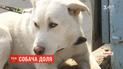 На Львовщине собака, которую вроде бы убили на глазах у учеников, оказался живым