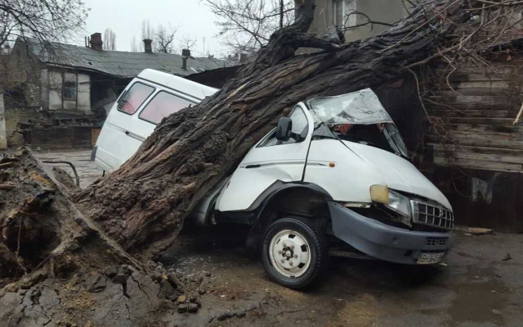 В Одессе на улице Малой Арнаутской массивное дерево рухнуло на автомобиль / © Репортер