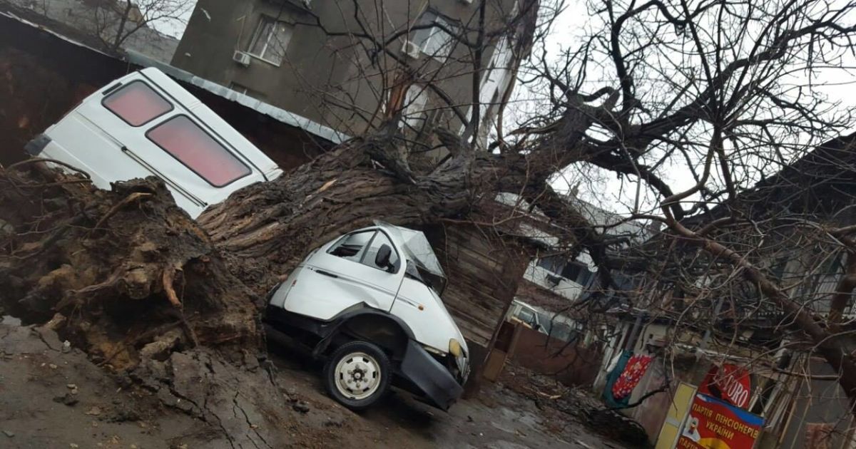 дерево роздавило мікроавтобус_2 / © Репортер