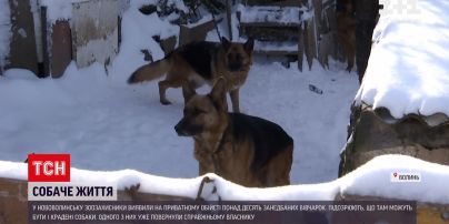 Новости Украины: в Нововолынске обнаружили более десятка овчарок на одном подворье