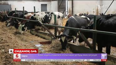 Мой путеводитель. Винницкая область - счастливые коровы и сыр по кипрскому рецепту