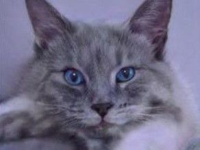 © thiscatdoesnotexist.com
