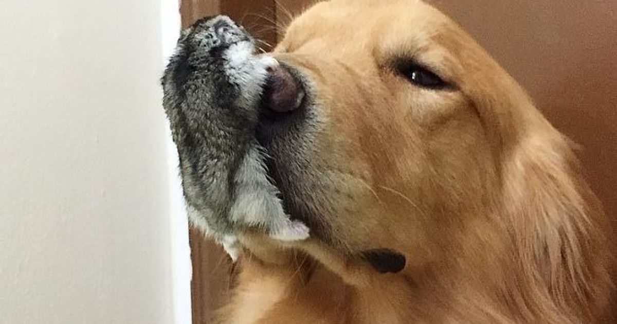 Боб фотографируется в окружении других животных / © Instagram/bob_goldenretriever