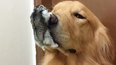 Боб фотографируется в окружении других животных / © Instagram/bob_goldenretriever