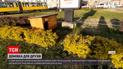 Новости Украины: во Львове для трех бездомных собак установили будку прямо на клумбе