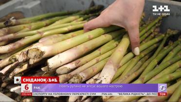 Чим корисна спаржа та як її виростити вдома