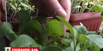 Бывалые огородники рассказали, как вырастить качественную рассаду