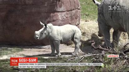 Зоопарки Рима и Цюриха показали посетителям редких животных, которые родились во время карантина