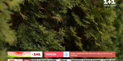 Як правильно дбати про хвойні рослини перед зимою