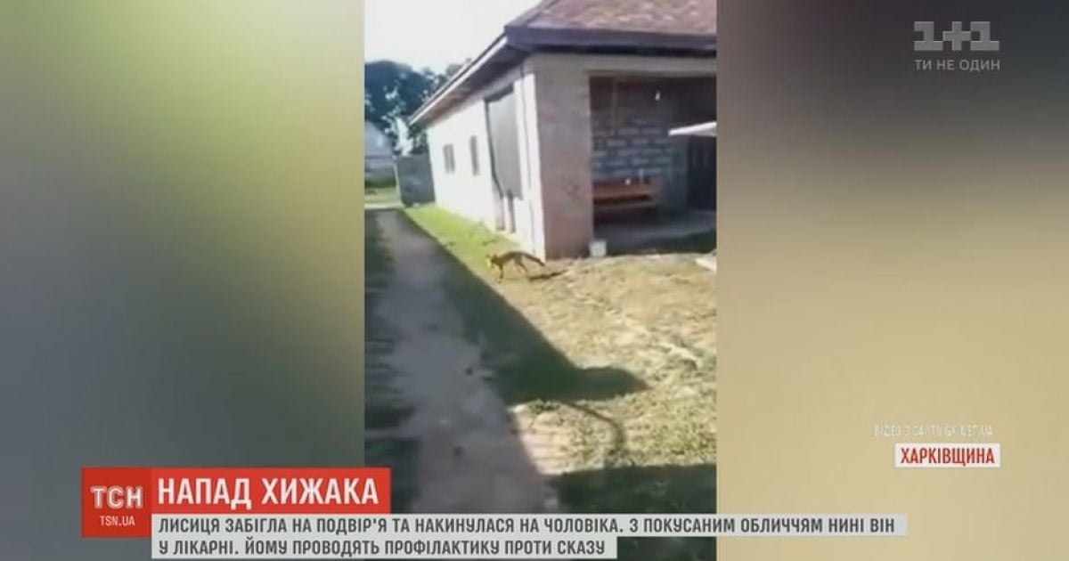 На Харьковщине лиса атаковала мужчину на его же дворе