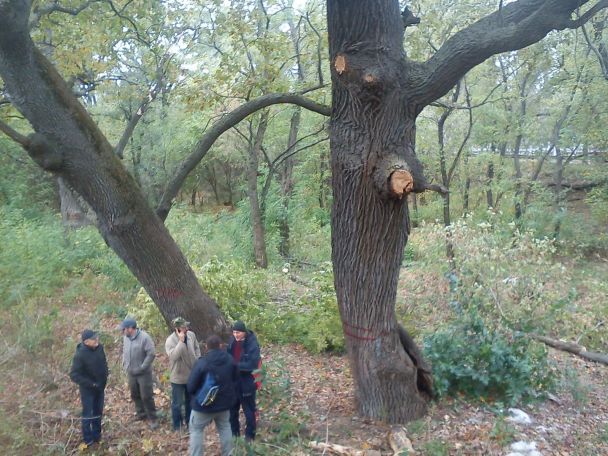 Два дуби у сквері, відданому під забудову, на початку осені 2016 року / © ТСН.ua