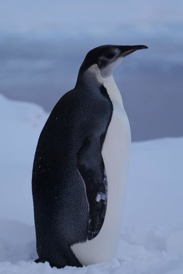 Фото Александр Мацибура и Анна Соиний.