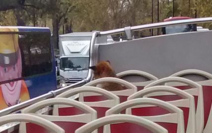 "Пухнаста екскурсія": лисиця стала пасажиром Лондонського автобуса