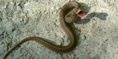 В Австралии дети нашли в песочнице яйца, которые могут принадлежать самой ядовитой змее континента