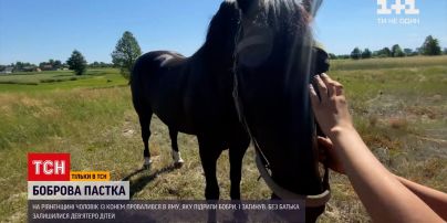 Новини України: у Рівненській області кінь впав на чоловіка