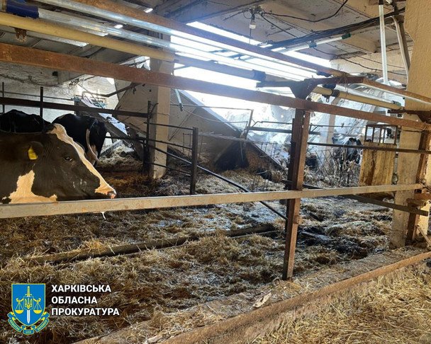 Убивают не только людей, но и животных: на Харьковщине россияне уничтожили два стада коров (фото)