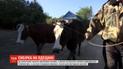 У Одеській області селянин захворів на сибірку