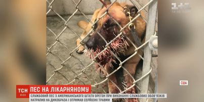 В США четверолапого работника полиции серьезно ранил дикобраз