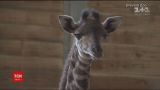В зоопарке Флориды представили новорожденного жирафа