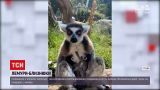 Новости мира: в зоопарке американского Колорадо родились лемуры-близнецы
