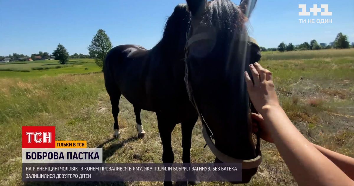 Новости Украины: в Ровенской области конь упал на мужчину