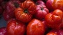 Помідори