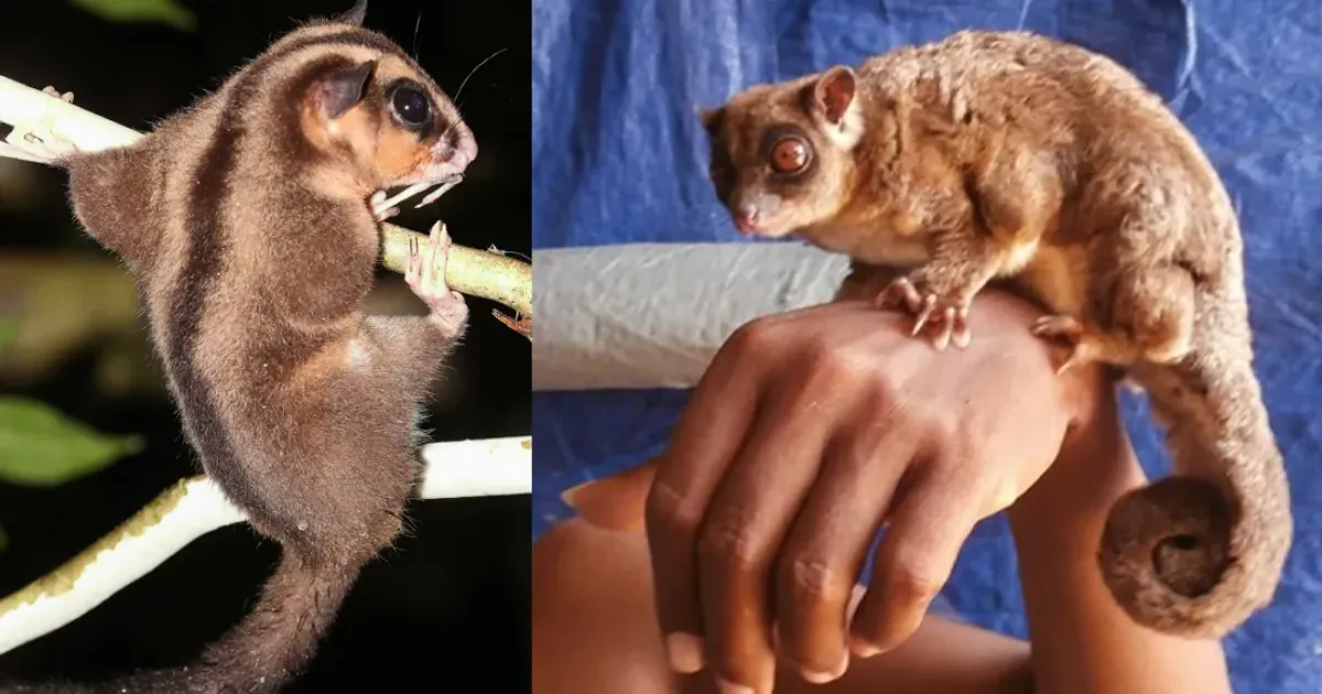 Карликовий довгопалий опосум (ліворуч) і кільцехвостий планер (праворуч). Фото: Карлос Бокос, Арман Мухарманся / IFLScience (ред.)
