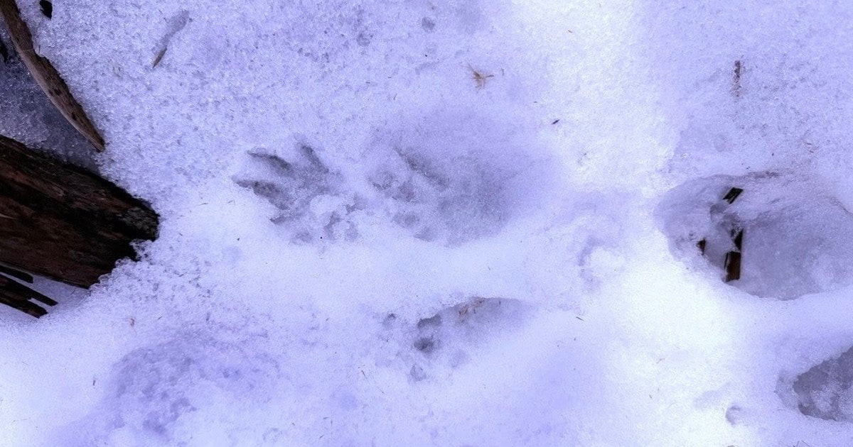 Сліди норки європейської