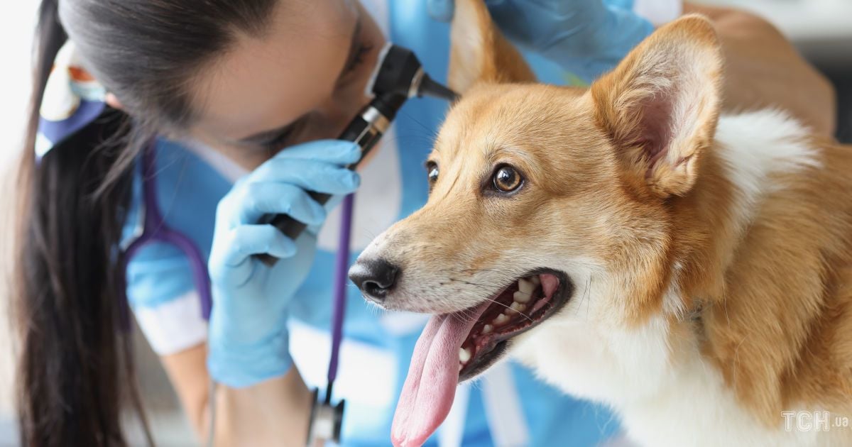 Глухота у домашніх тварин: як розпізнати проблему та допомогти улюбленцю