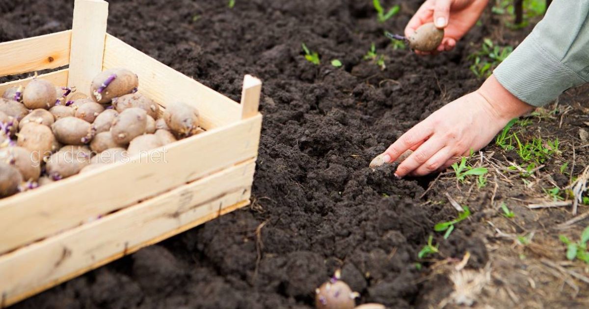 Чем обработать картофель перед посадкой