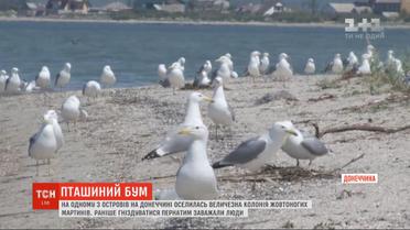 На побережье Азовского моря массово поселились желтоногие чайки