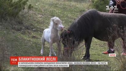 У харківському екопарку народилося мініатюрне лоша